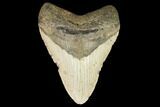 Fossil Megalodon Tooth - North Carolina #124645-1